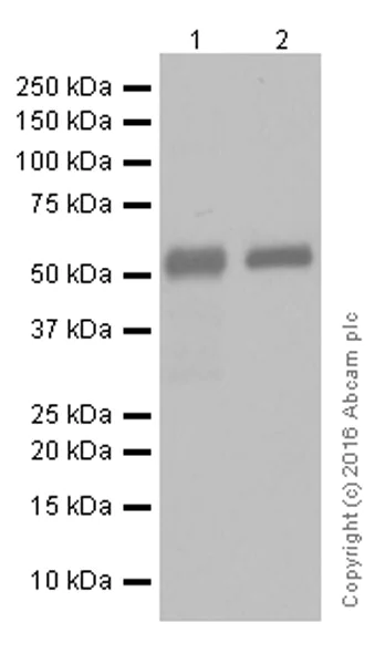 Western blot - Anti-IgG1 antibody [EPR4417] (AB108969)