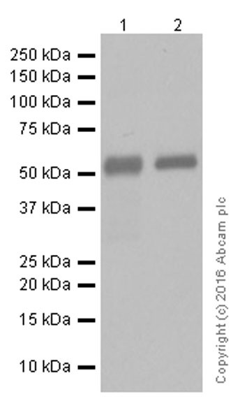Western blot - Anti-IgG1 antibody [EPR4417] - BSA and Azide free (AB232544)