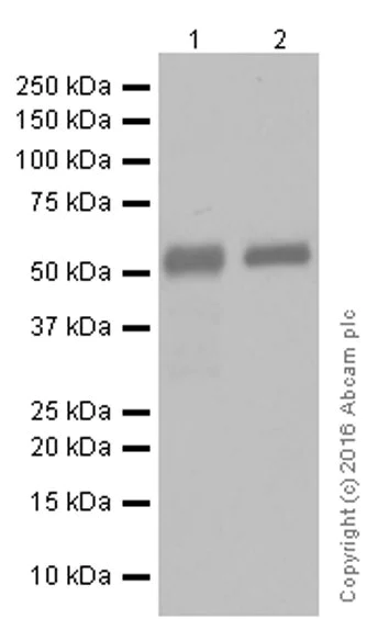 Western blot - Anti-IgG1 antibody [EPR4417] - BSA and Azide free (AB232544)