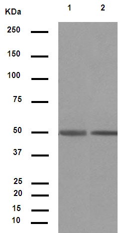 Western blot - Anti-IgG1 + IgG2a + IgG3 antibody [M204-3] (AB133469)