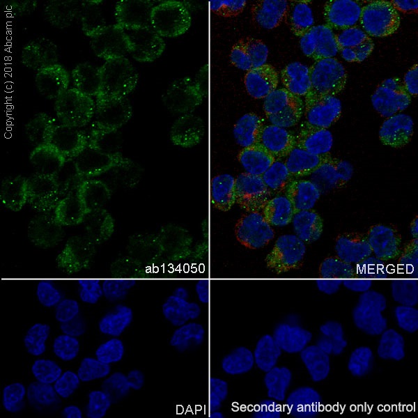 Immunocytochemistry/ Immunofluorescence - Anti-IgG2 antibody [EPR4418] (AB134050), expandable thumbnail