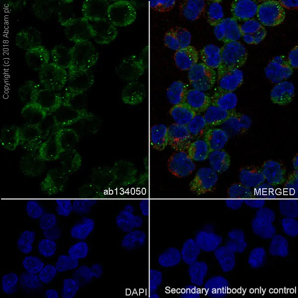 Immunocytochemistry/ Immunofluorescence - Anti-IgG2 antibody [EPR4418] (AB134050)