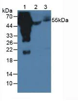 Western blot - Anti-IgG4 antibody (AB232869)