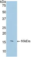 Western blot - Anti-IgG4 antibody (AB232869)
