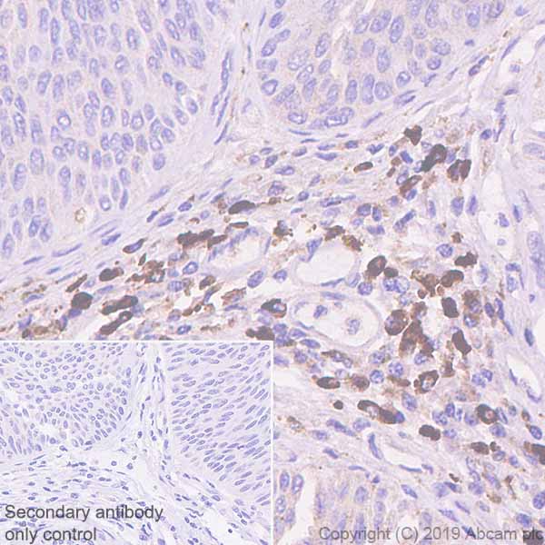 Immunohistochemistry (Formalin/PFA-fixed paraffin-embedded sections) - Anti-IGJ antibody [EPR23130-113] (AB269855)