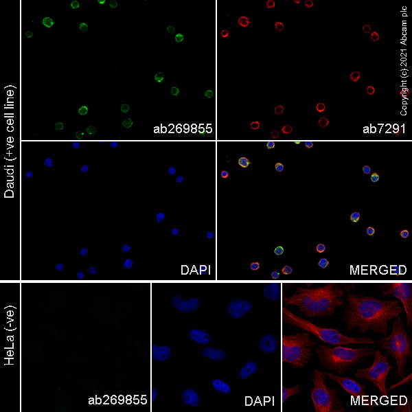 Immunocytochemistry/ Immunofluorescence - Anti-IGJ antibody [EPR23130-113] - BSA and Azide free (AB269860)