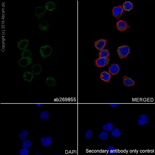 Immunocytochemistry/ Immunofluorescence - Anti-IGJ antibody [EPR23130-113] - BSA and Azide free (AB269860)