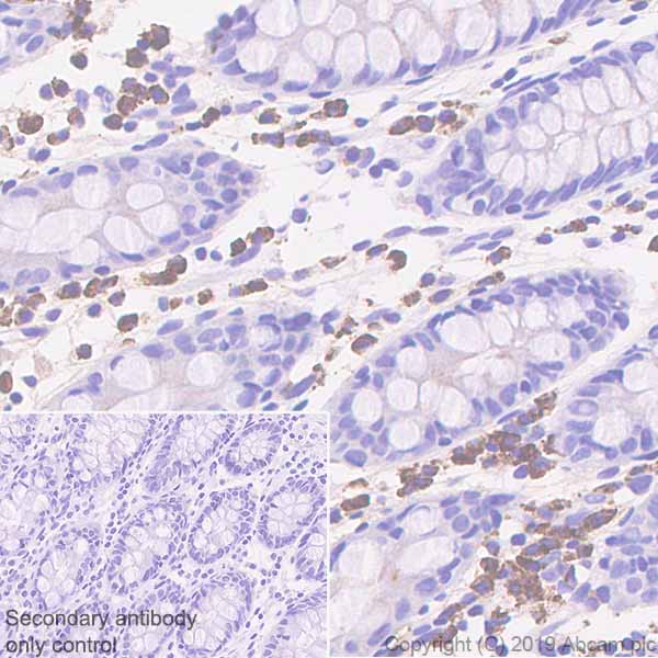 Immunohistochemistry (Formalin/PFA-fixed paraffin-embedded sections) - Anti-IGJ antibody [EPR23130-113] - BSA and Azide free (AB269860)