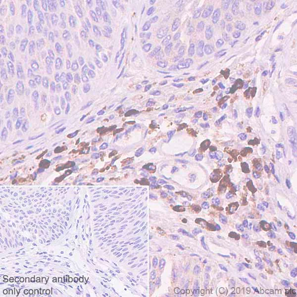 Immunohistochemistry (Formalin/PFA-fixed paraffin-embedded sections) - Anti-IGJ antibody [EPR23130-113] - BSA and Azide free (AB269860)