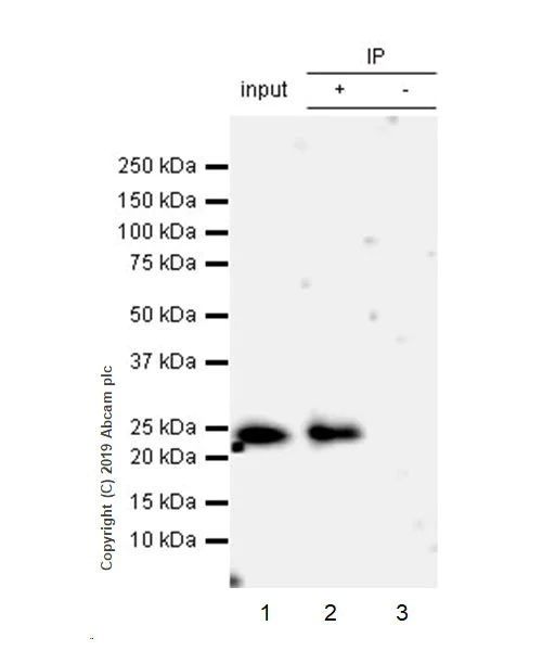 Immunoprecipitation - Anti-IGJ antibody [EPR23130-113] - BSA and Azide free (AB269860)