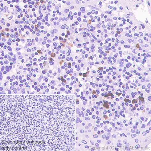 Immunohistochemistry (Formalin/PFA-fixed paraffin-embedded sections) - Anti-IGJ antibody [SP105] - BSA and Azide free (AB240939)