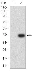 Western blot - Anti-IGLC2 antibody [5E12B9] (AB233563)