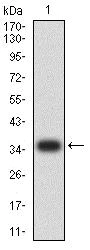 Western blot - Anti-IGLC2 antibody [5E12B9] (AB233563)