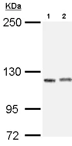 Western blot - Anti-IGSF3 antibody (AB97704)