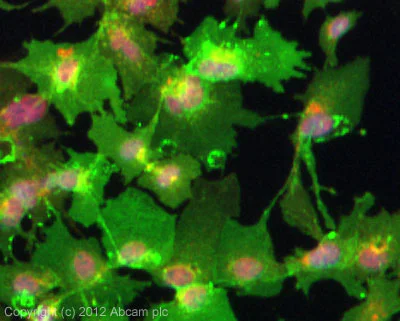 Immunocytochemistry/ Immunofluorescence - Anti-Ihh antibody (AB39634)