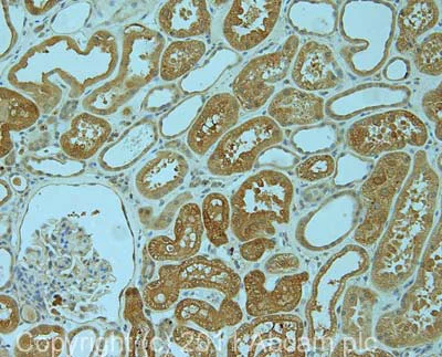Immunohistochemistry (Formalin/PFA-fixed paraffin-embedded sections) - Anti-Ihh antibody (AB39634)
