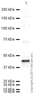 Western blot - Anti-Ihh antibody (AB39634)