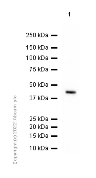 Anti-Ihh antibody [EP1192Y]