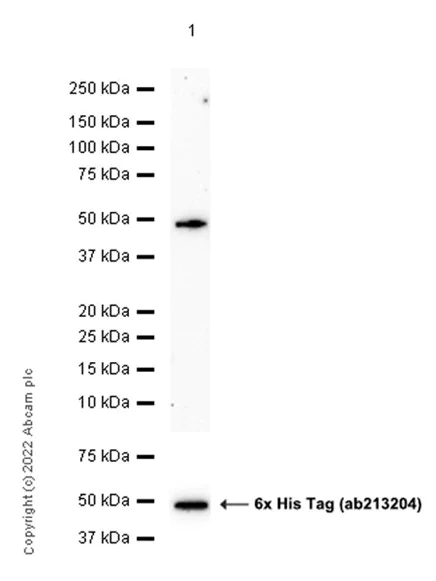 Western blot - Anti-Ihh antibody [EP1192Y] - BSA and Azide free (AB239853)