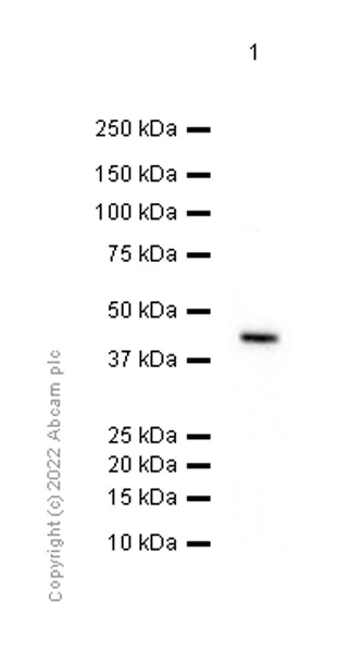 Western blot - Anti-Ihh antibody [EP1192Y] - BSA and Azide free (AB239853)
