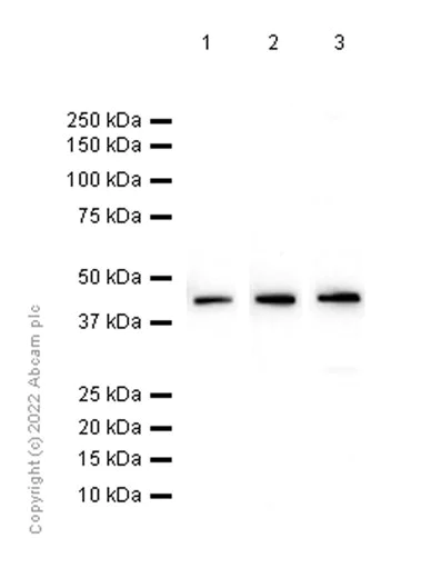 Western blot - Anti-Ihh antibody [EP1192Y] - BSA and Azide free (AB239853)