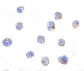 Immunocytochemistry - Anti-IKAP/p150 antibody (AB62498)