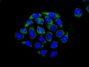 Immunocytochemistry/ Immunofluorescence - Anti-IKAP/p150 antibody [EPR13113] - BSA and Azide free (AB210396)