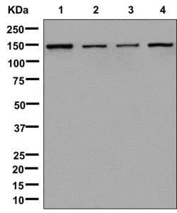 Western blot - Anti-IKAP/p150 antibody [EPR13113] - BSA and Azide free (AB210396)