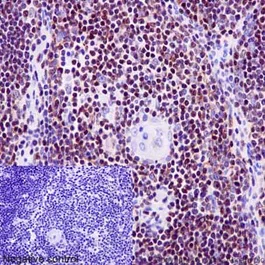 Immunohistochemistry (Formalin/PFA-fixed paraffin-embedded sections) - Anti-Ikaros antibody [EPR13790] - BSA and Azide free (AB206645)