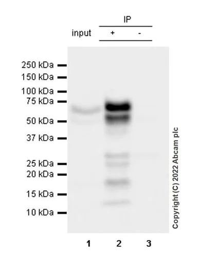 Immunoprecipitation - Anti-Ikaros antibody [EPR13791] - BSA and Azide free (AB206644)