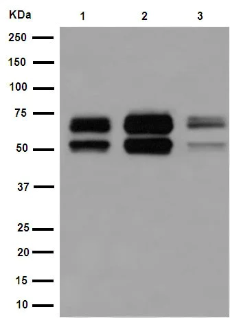 Western blot - Anti-Ikaros antibody [EPR13791] - BSA and Azide free (AB206644)