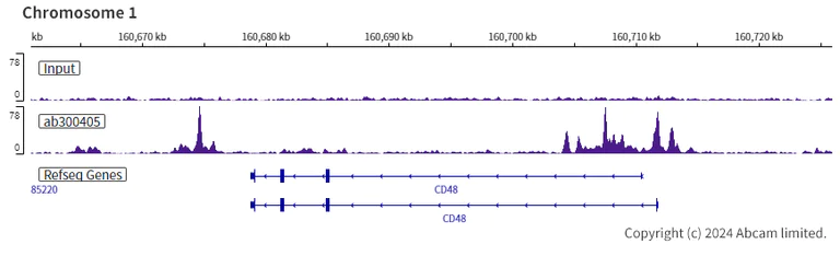 ChIP-sequencing - Anti-Ikaros antibody [EPR25259-176] (AB300405)