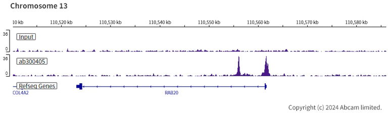 ChIP-sequencing - Anti-Ikaros antibody [EPR25259-176] (AB300405)
