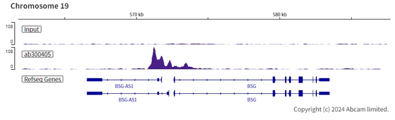 ChIP-sequencing - Anti-Ikaros antibody [EPR25259-176] (BSA and Azide free) (AB300417)