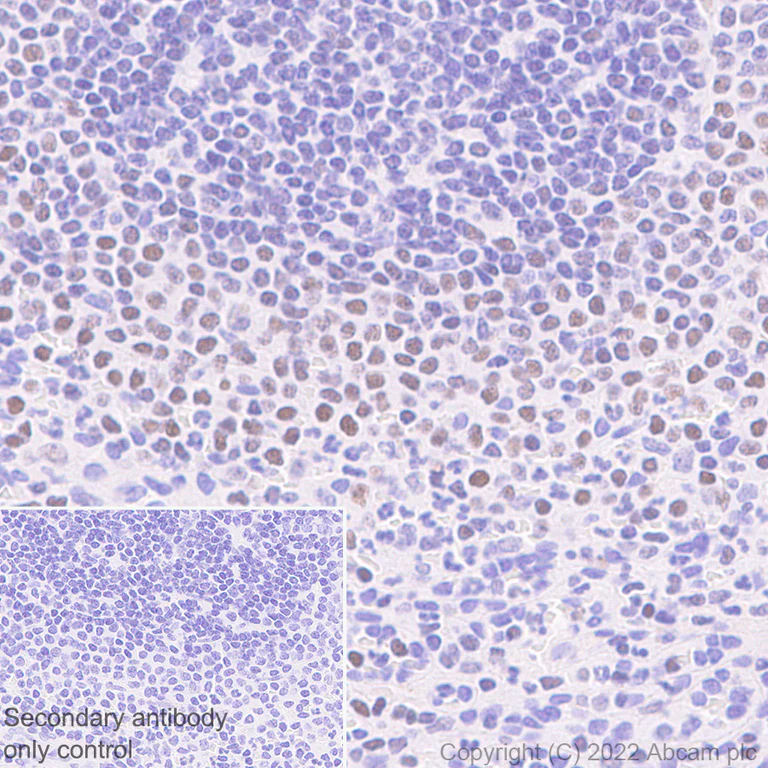 Immunohistochemistry (Formalin/PFA-fixed paraffin-embedded sections) - Anti-Ikaros antibody [EPR25259-176] (BSA and Azide free) (AB300417)