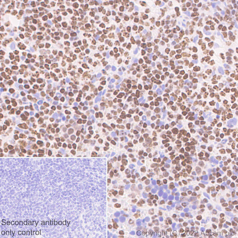 Immunohistochemistry (Formalin/PFA-fixed paraffin-embedded sections) - Anti-Ikaros antibody [EPR25259-176] (BSA and Azide free) (AB300417)