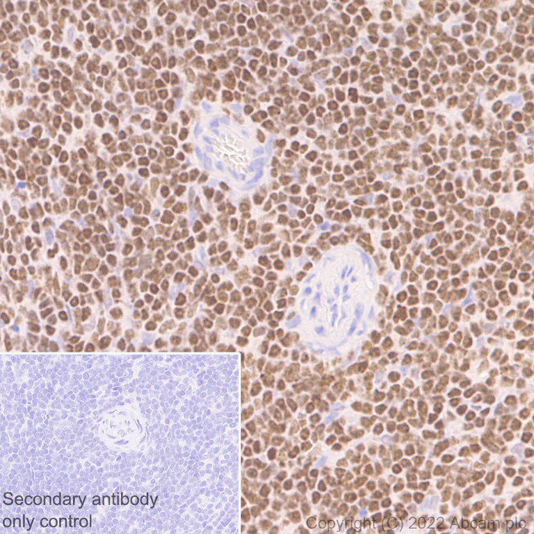 Immunohistochemistry (Formalin/PFA-fixed paraffin-embedded sections) - Anti-Ikaros antibody [EPR25259-176] (BSA and Azide free) (AB300417)