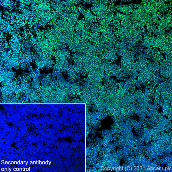 Immunohistochemistry (Frozen sections) - Anti-Ikaros antibody [EPR25259-176] (BSA and Azide free) (AB300417)