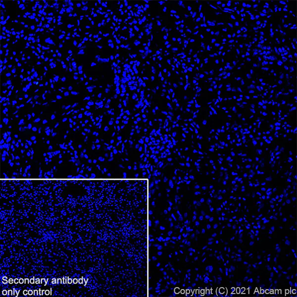 Immunohistochemistry (Frozen sections) - Anti-Ikaros antibody [EPR25259-176] (BSA and Azide free) (AB300417)