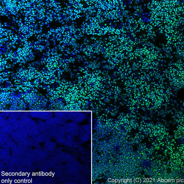 Immunohistochemistry (Frozen sections) - Anti-Ikaros antibody [EPR25259-176] (BSA and Azide free) (AB300417)