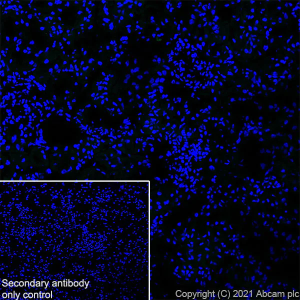 Immunohistochemistry (Frozen sections) - Anti-Ikaros antibody [EPR25259-176] (BSA and Azide free) (AB300417)