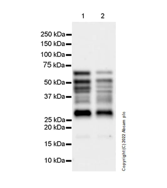 Western blot - Anti-Ikaros antibody [EPR25259-176] (BSA and Azide free) (AB300417)