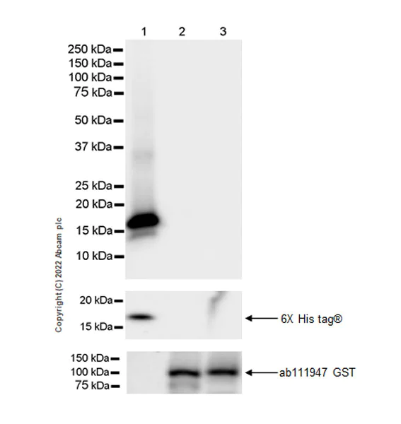 Western blot - Anti-Ikaros antibody [EPR25259-176] (BSA and Azide free) (AB300417)