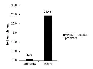ChIP - Anti-Ikaros antibody - N-terminal (AB229275)