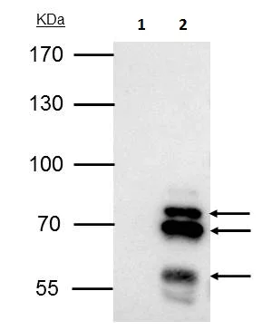 Immunoprecipitation - Anti-Ikaros antibody - N-terminal (AB229275)