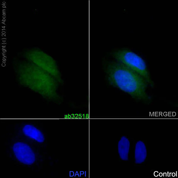 Immunocytochemistry/ Immunofluorescence - Anti-IKB alpha antibody [E130] - BSA and Azide free (AB215972)