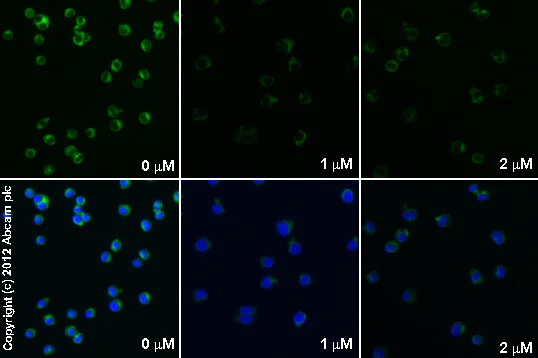 Immunocytochemistry/ Immunofluorescence - Anti-IKB alpha antibody [E130] - BSA and Azide free (AB215972)
