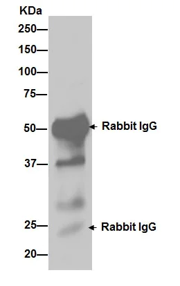 Immunoprecipitation - Anti-IKB alpha antibody [E130] - BSA and Azide free (AB215972)