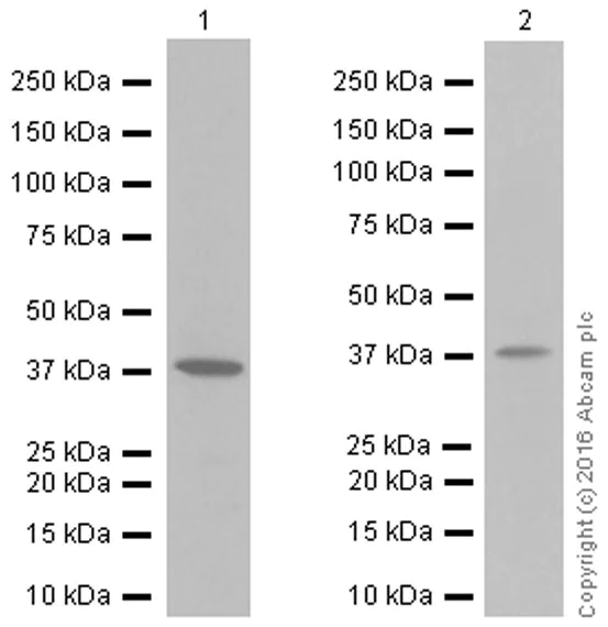 Western blot - Anti-IKB alpha antibody [EP697] (AB76429)