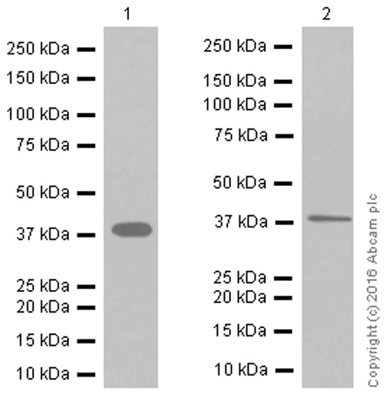 Western blot - Anti-IKB alpha antibody [EP697] (AB76429)